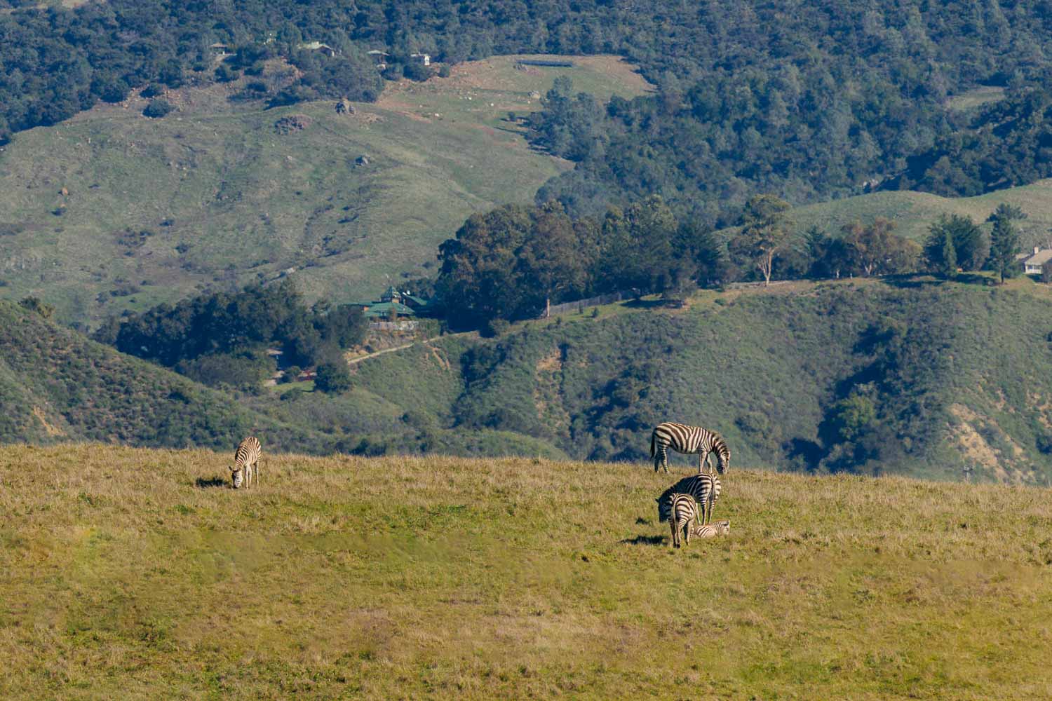 Wild zebras in California | Roads and Destinations