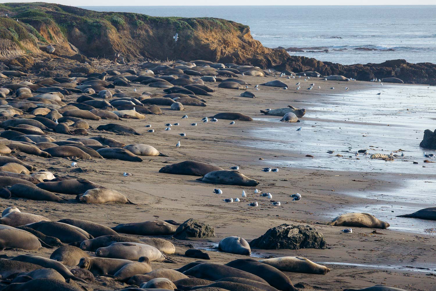 One day in San Simeon | Roads and Destinations