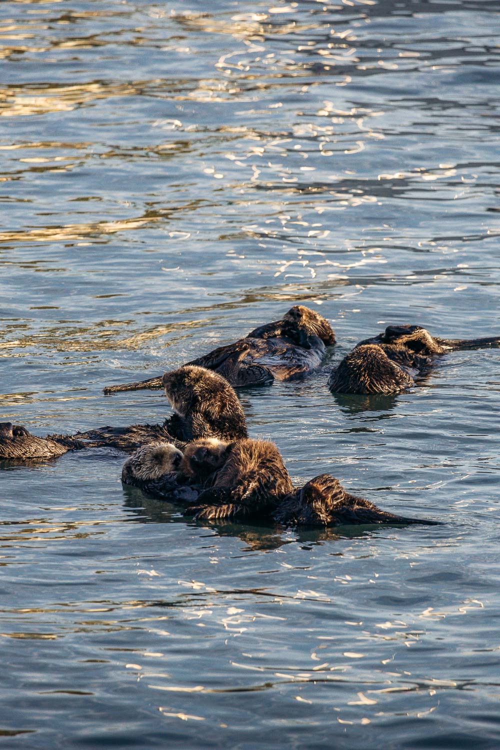 Marine animals in California | Roads and Destinations