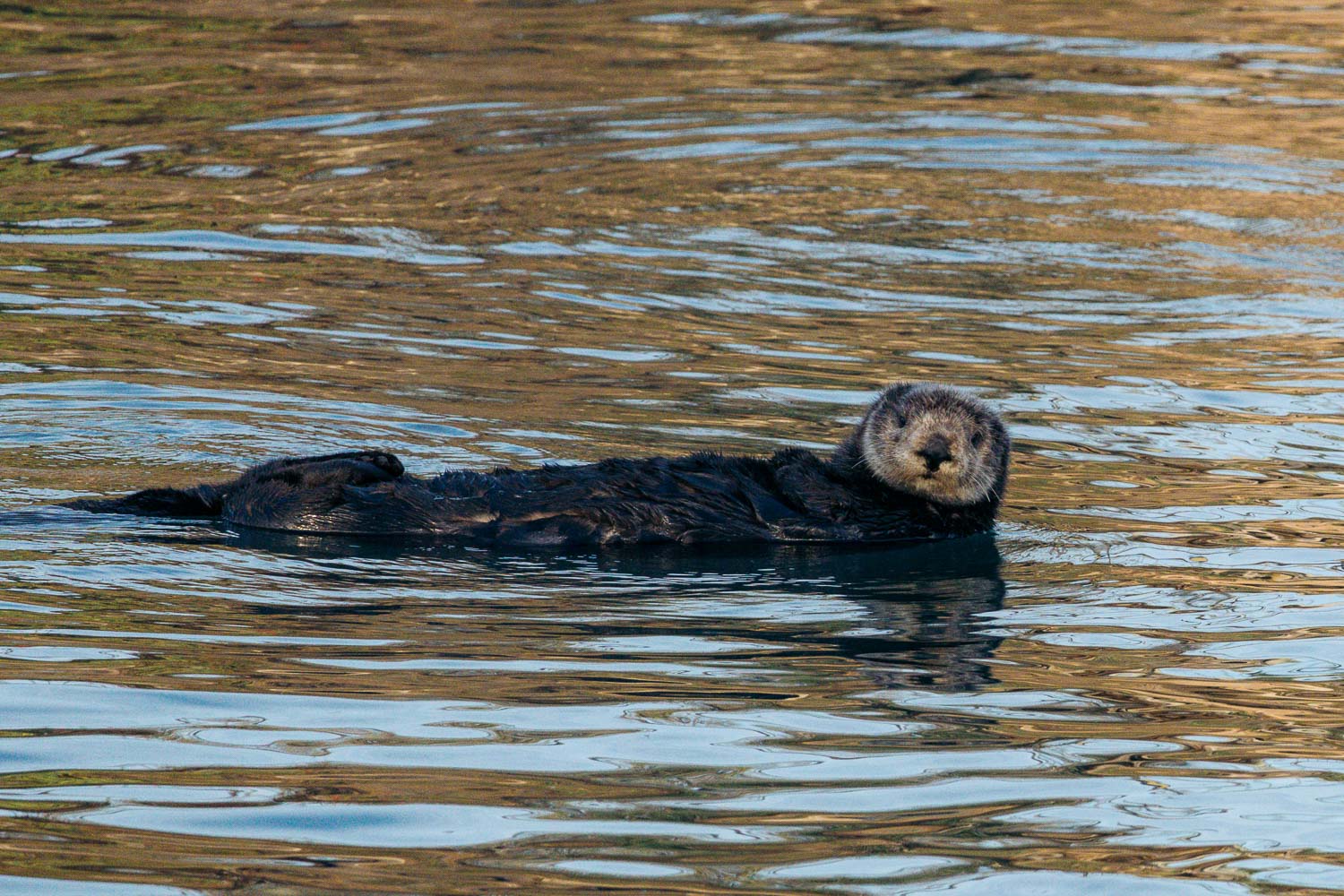 Sea otters in Morro Bay | Roads and Destinations