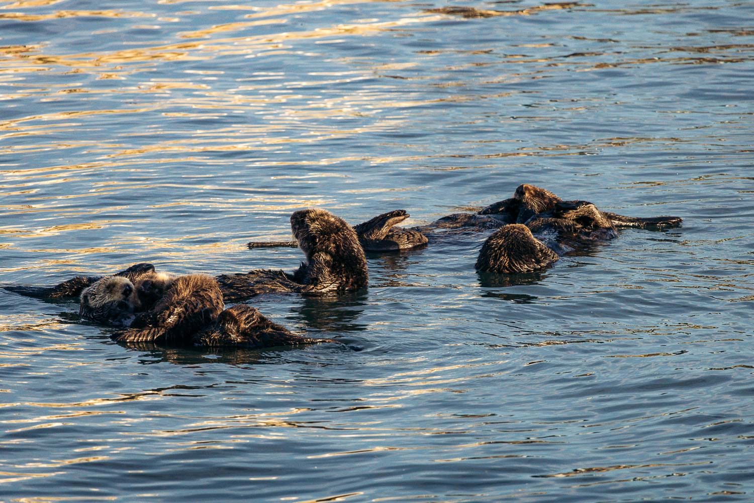 Sea otters in Morro Bay | Roads and Destinations