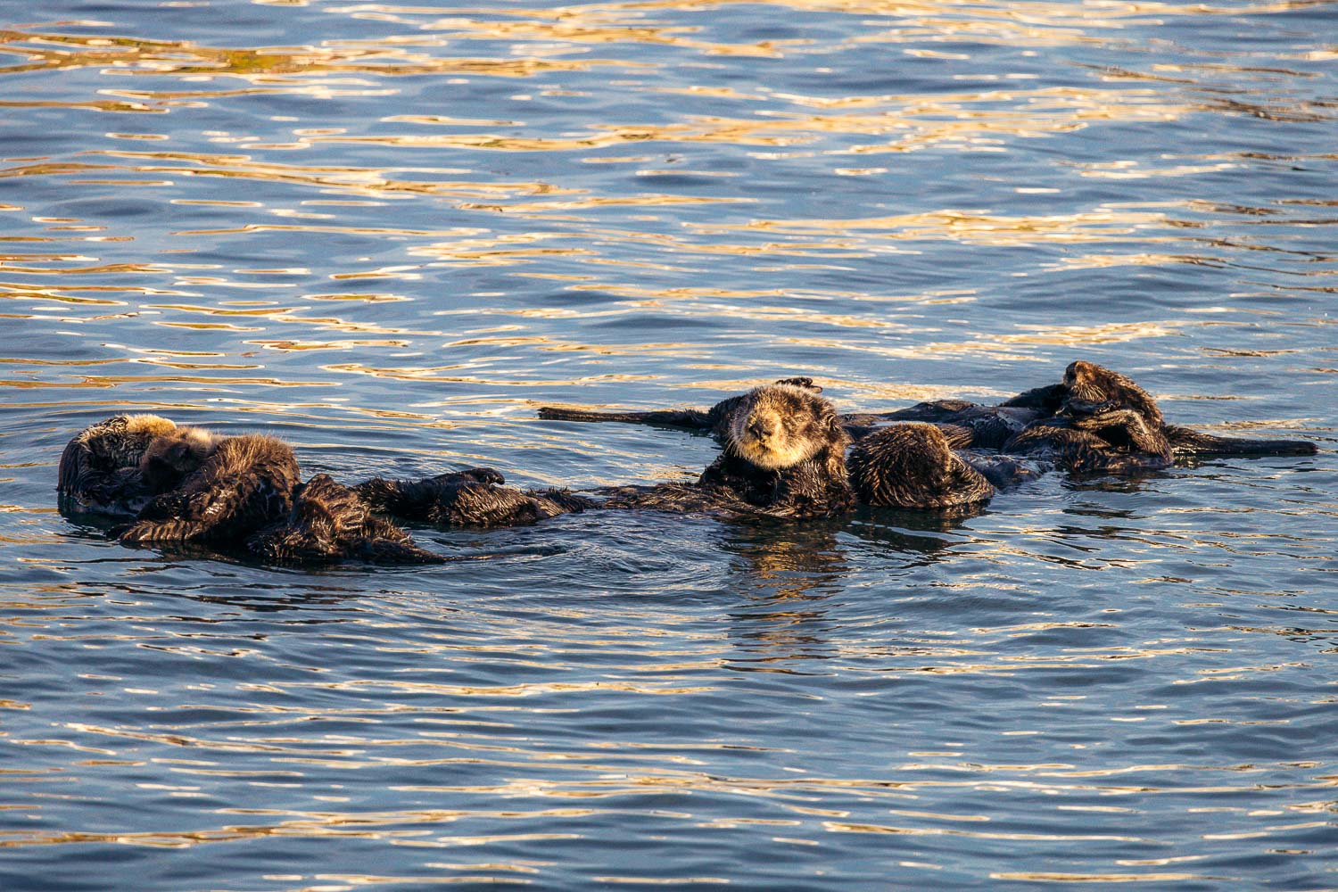 Sea otters in Morro Bay | Roads and Destinations