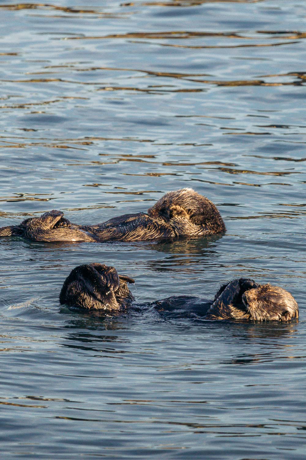Marine mammals in California | Roads and Destinations