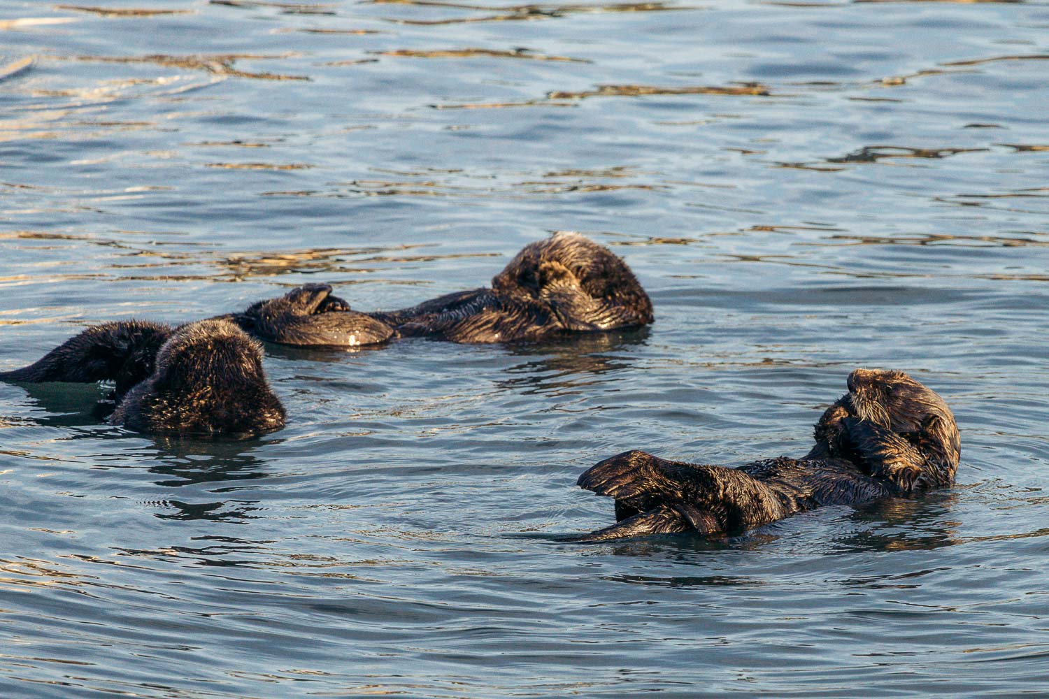 Sea otters in Morro Bay | Roads and Destinations