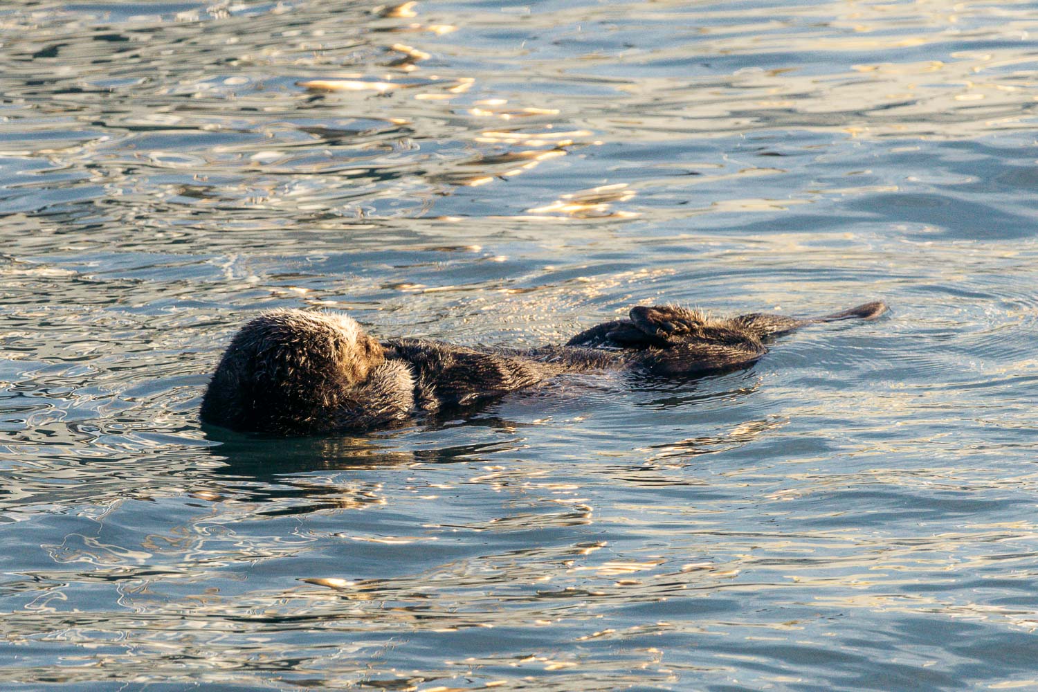 Sea otters in Morro Bay | Roads and Destinations