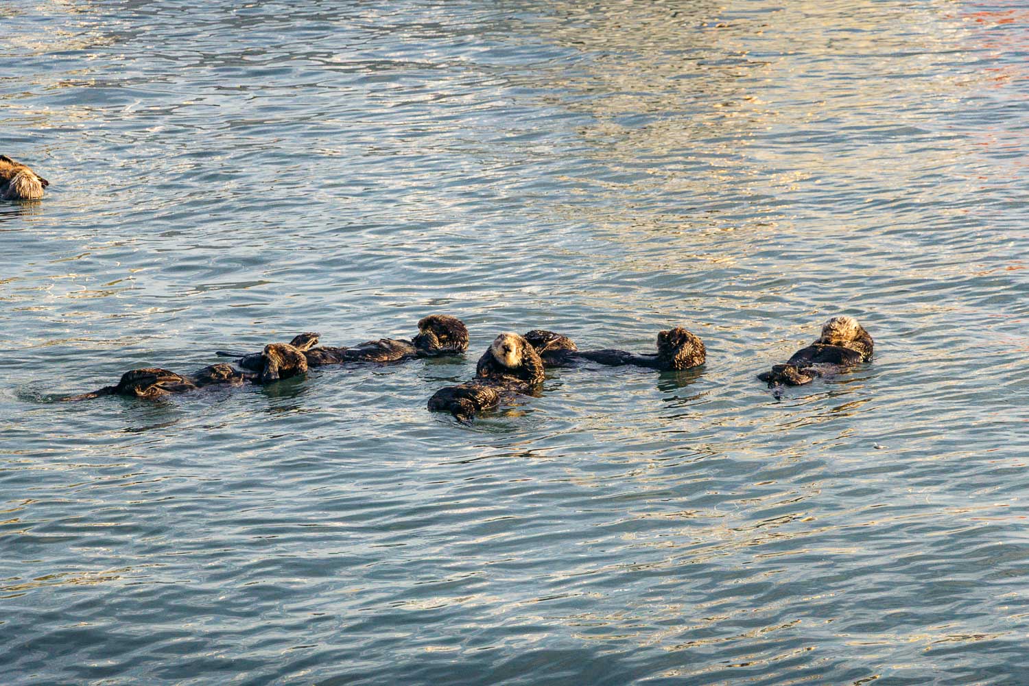 Sea otters in Morro Bay | Roads and Destinations
