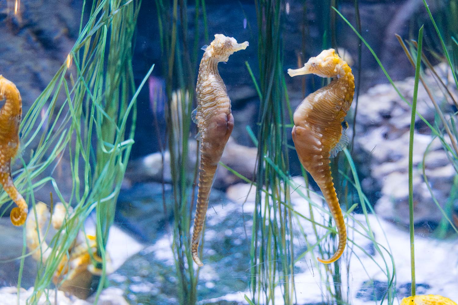 SEA LIFE Aquarium | Roads and Destinations