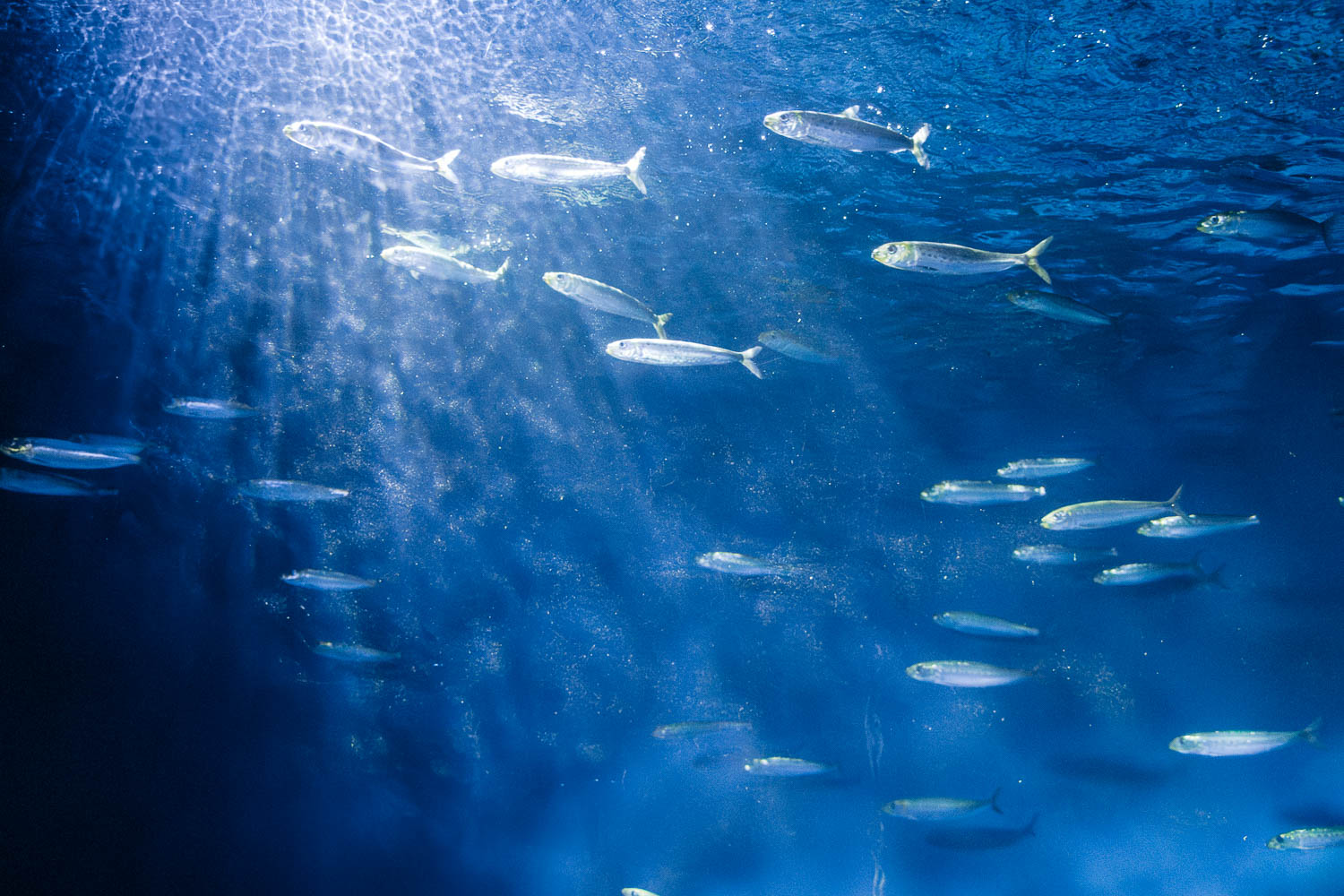 SEA LIFE Aquarium | Roads and Destinations 