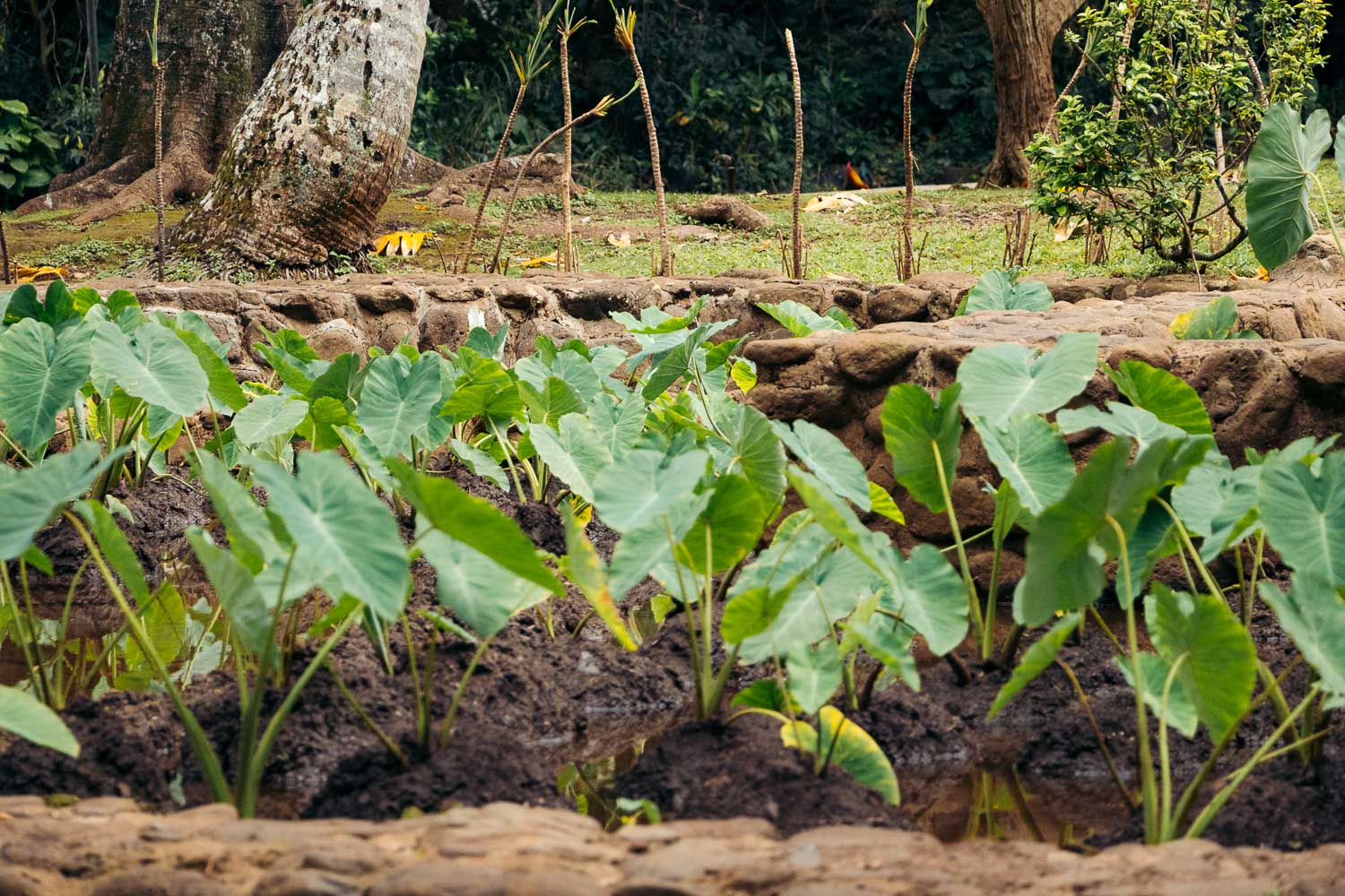 Maui's Hidden Gems | Roads and Destinations
