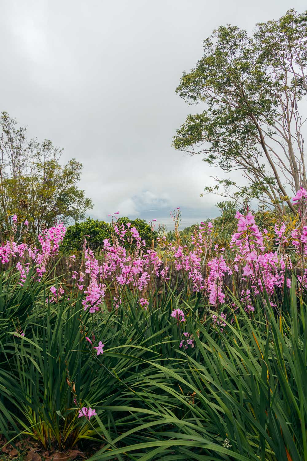 Maui| Roads and Destinations