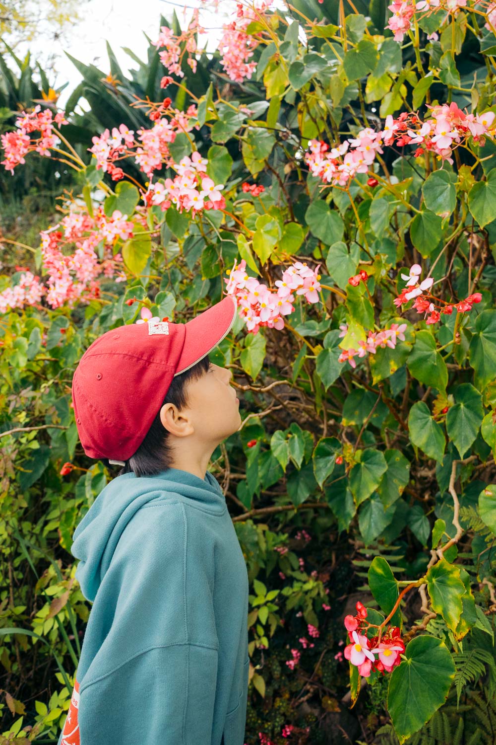Ali'i Kula Lavender | Roads and Destinations