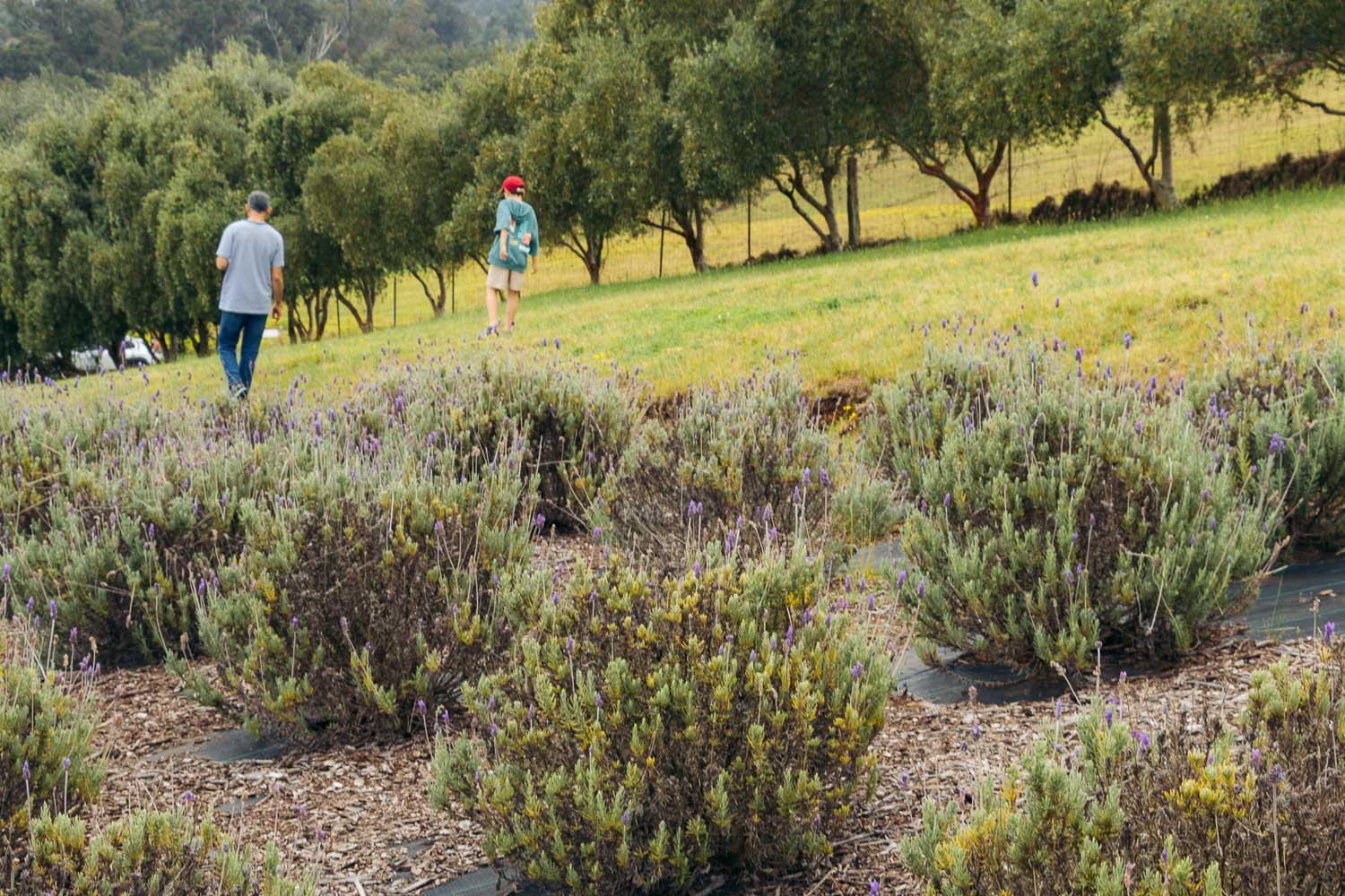 Ali'i Kula Lavender | Roads and Destinations