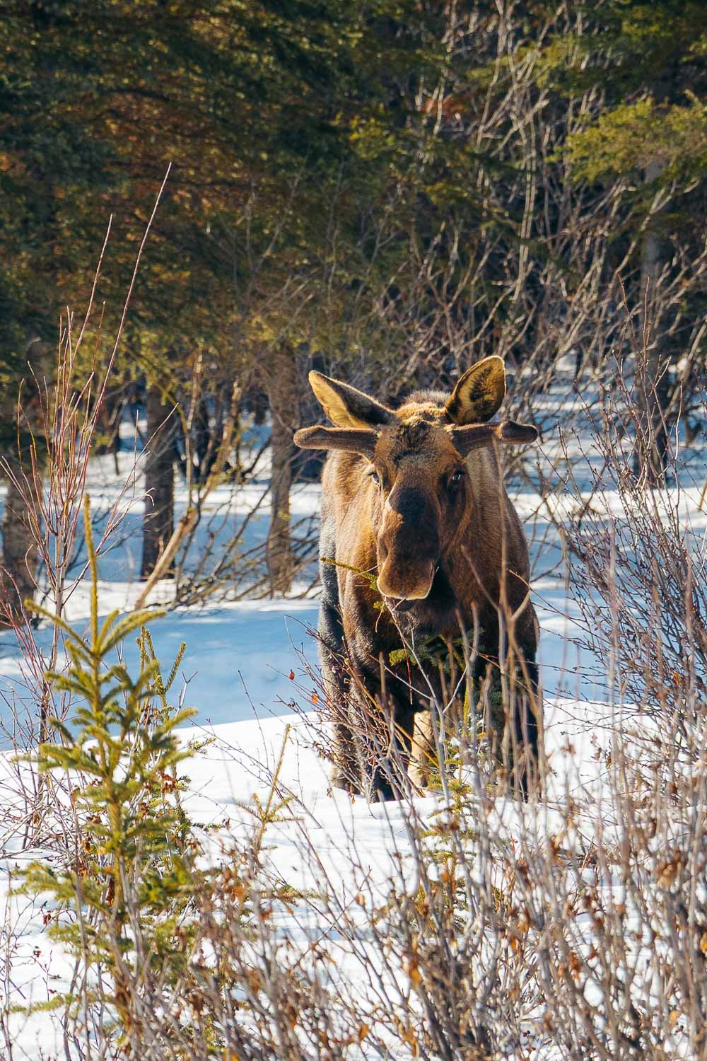 Denali National Park | Roads and Destinations