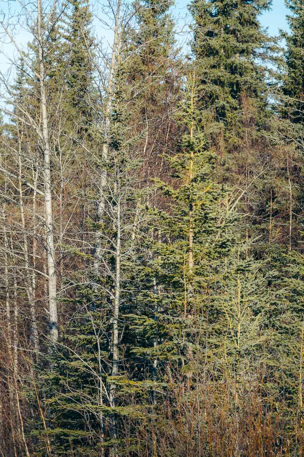 Chena Hot Springs, Alaska | Roads and Destinations