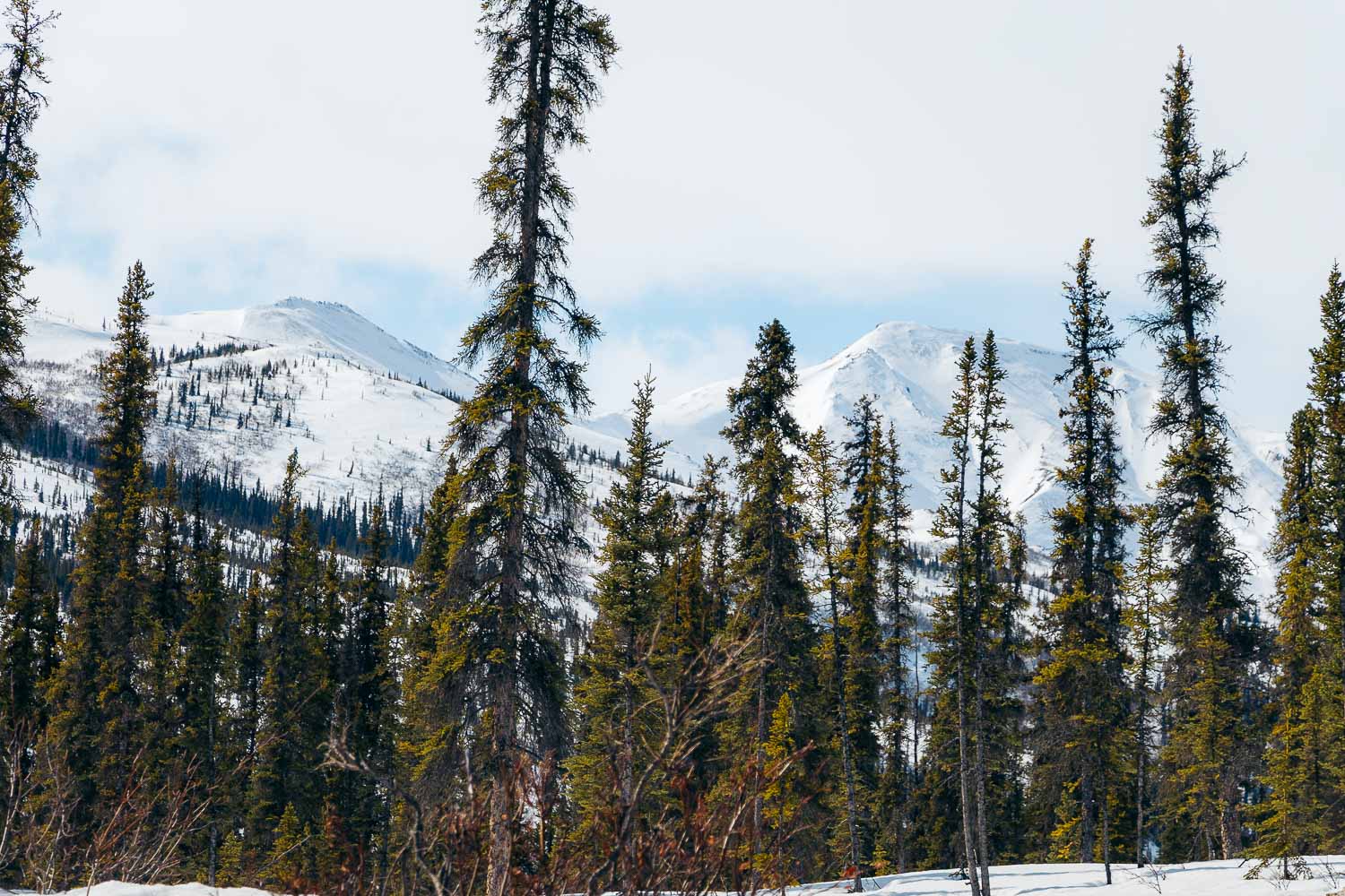 Denali National Park | Roads and Destinations