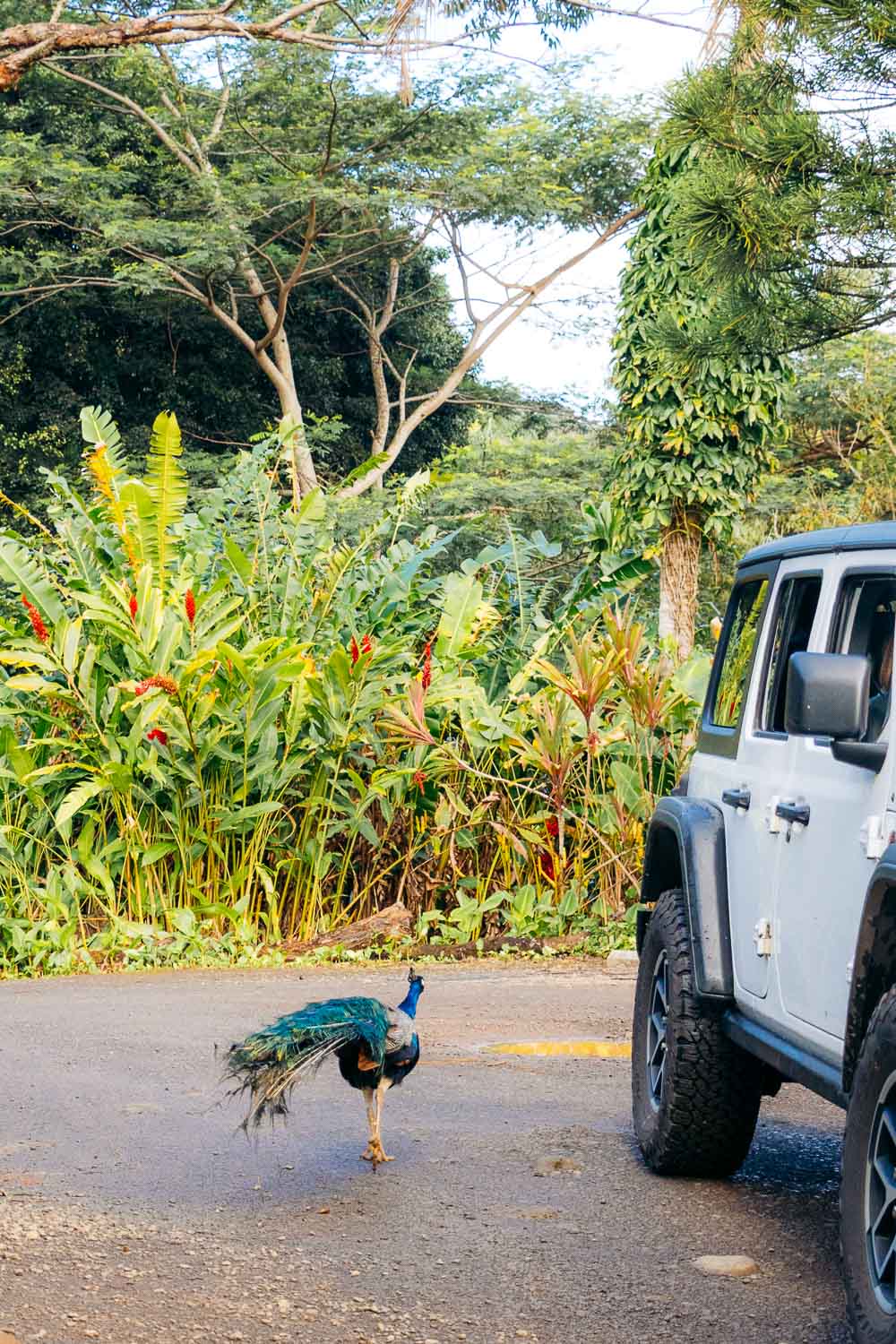 Maui's Garden of Eden | Roads and Destinations