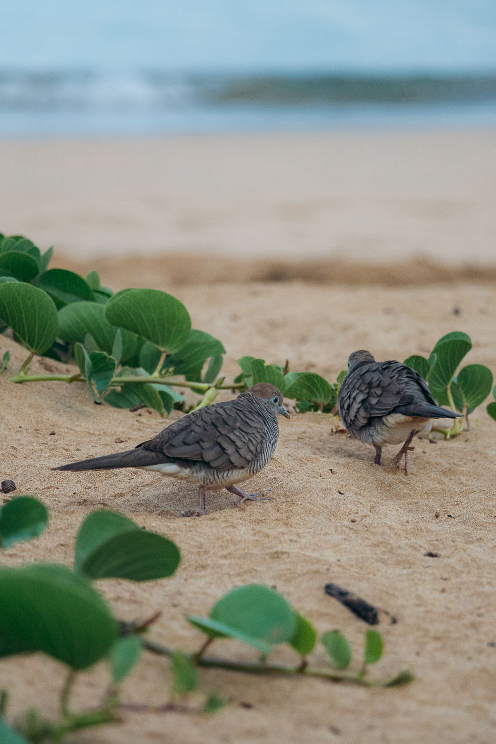 Kihei, Maui | Roads and Destinations