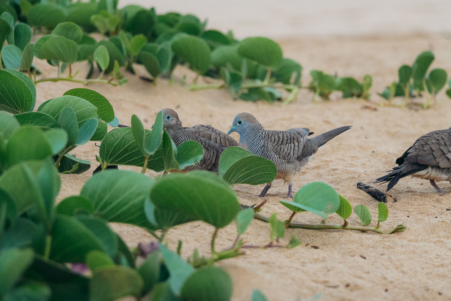 Kihei, Maui | Roads and Destinations