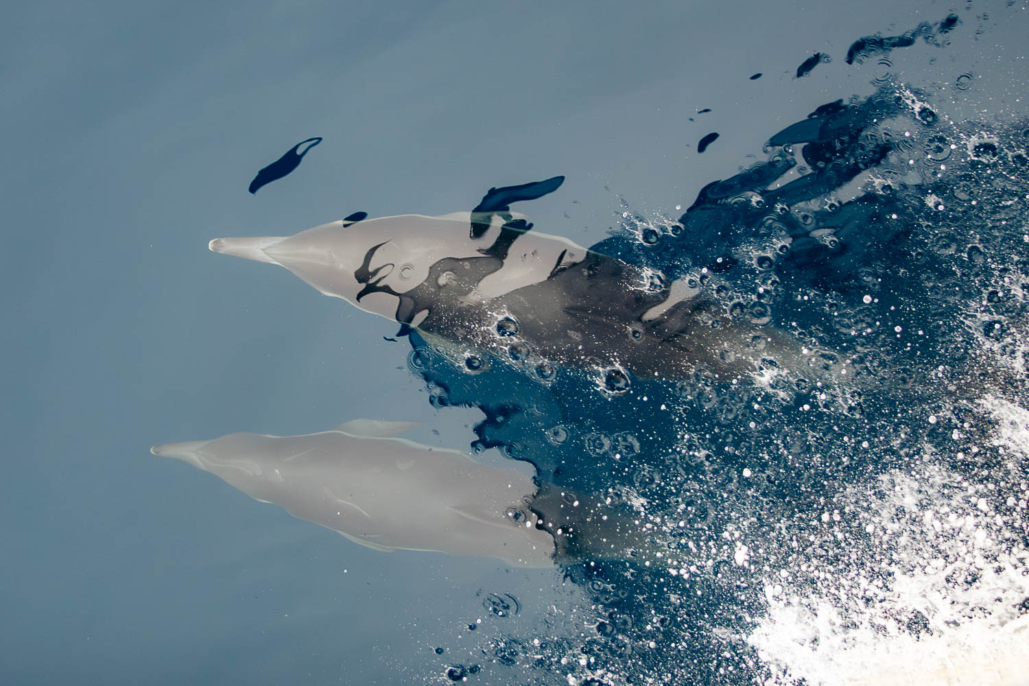 Anacapa Island | Roads and Destinations