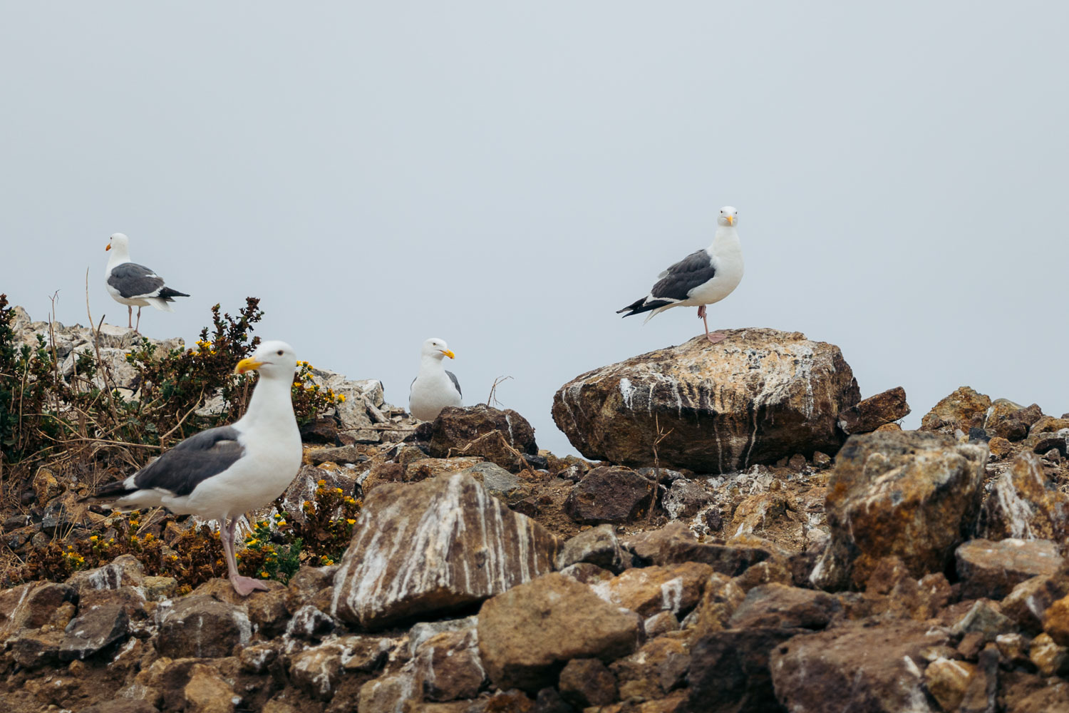 Anacapa Island | Roads and Destinations