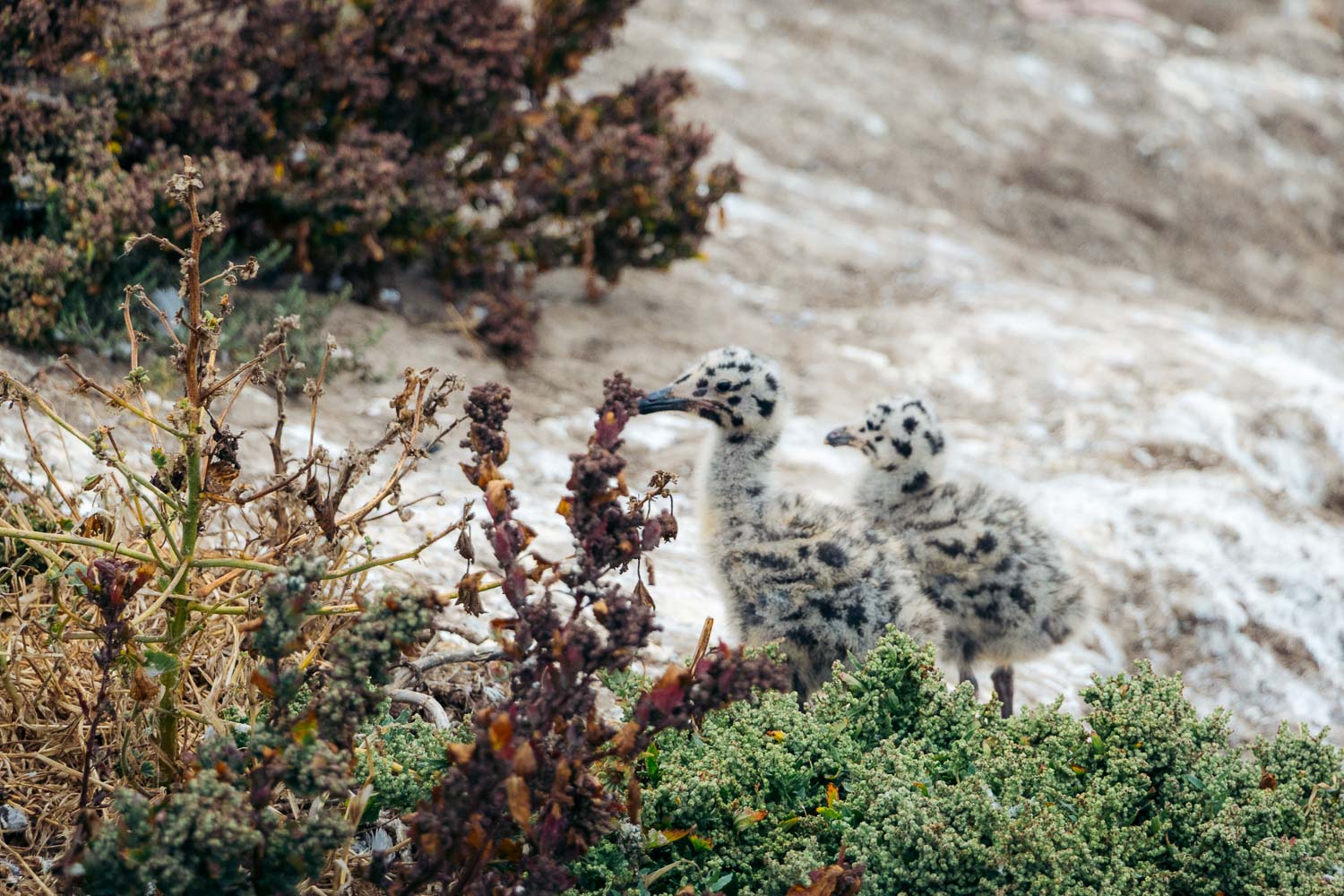 Anacapa Island | Roads and Destinations