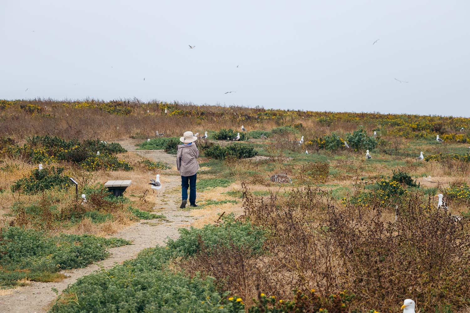 Anacapa Island | Roads and Destinations