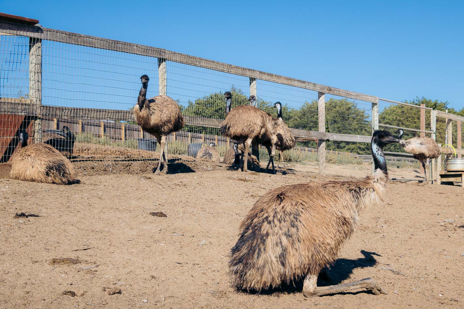 Ostrich Land in Solvang | Roads and Destinations.