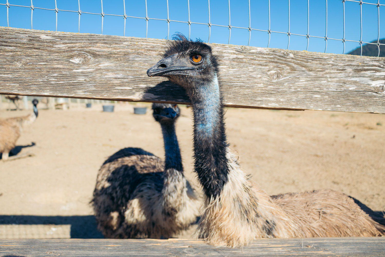 Ostrich Land in Solvang | Roads and Destinations.