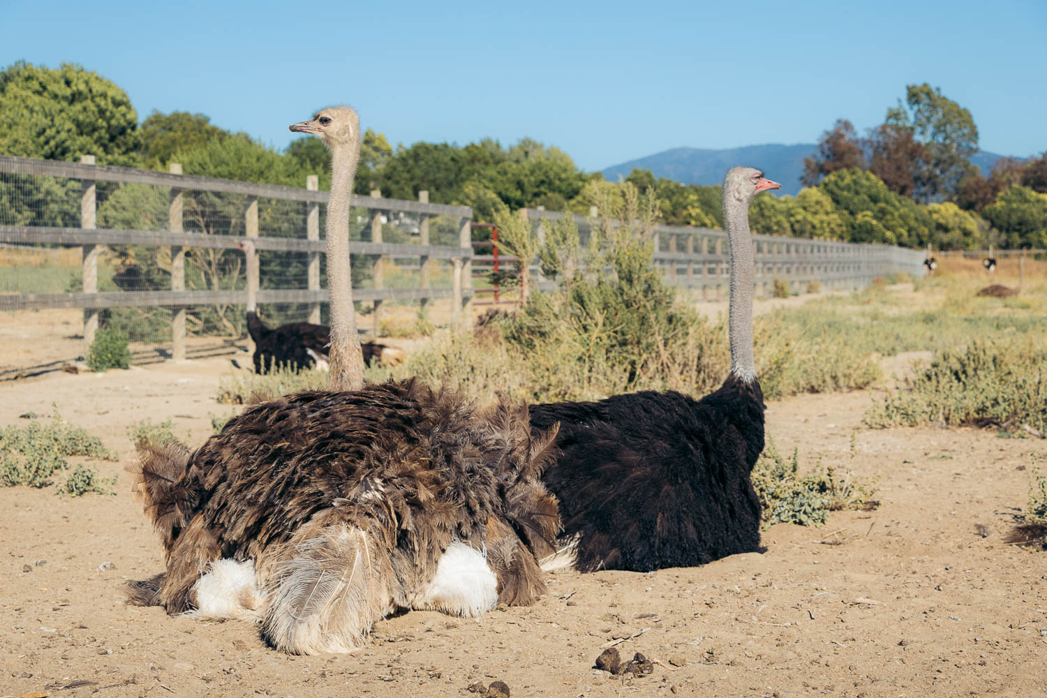 Ostrich Land in Solvang | Roads and Destinations.