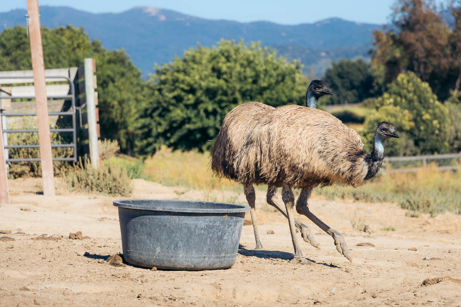 Ostrich Land in Solvang | Roads and Destinations.