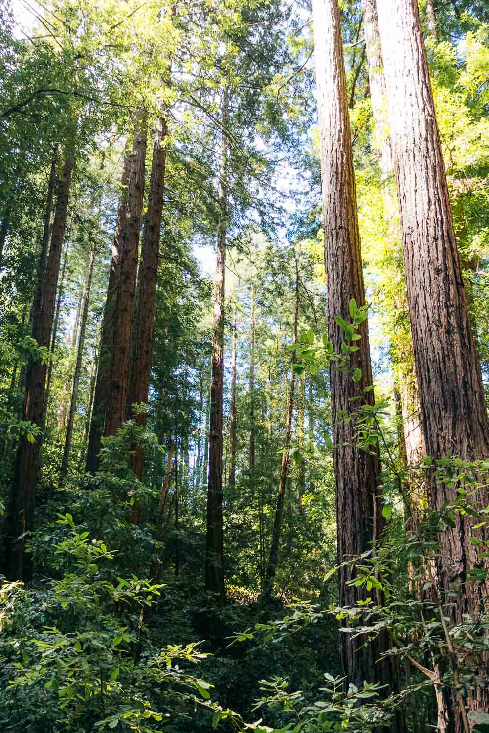 Mystery Spot | Roads and Destinations