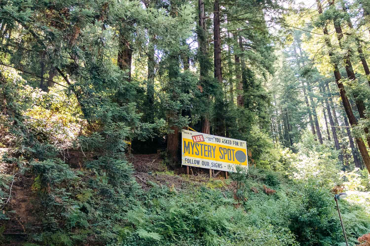 Mystery Spot | Roads and Destinations